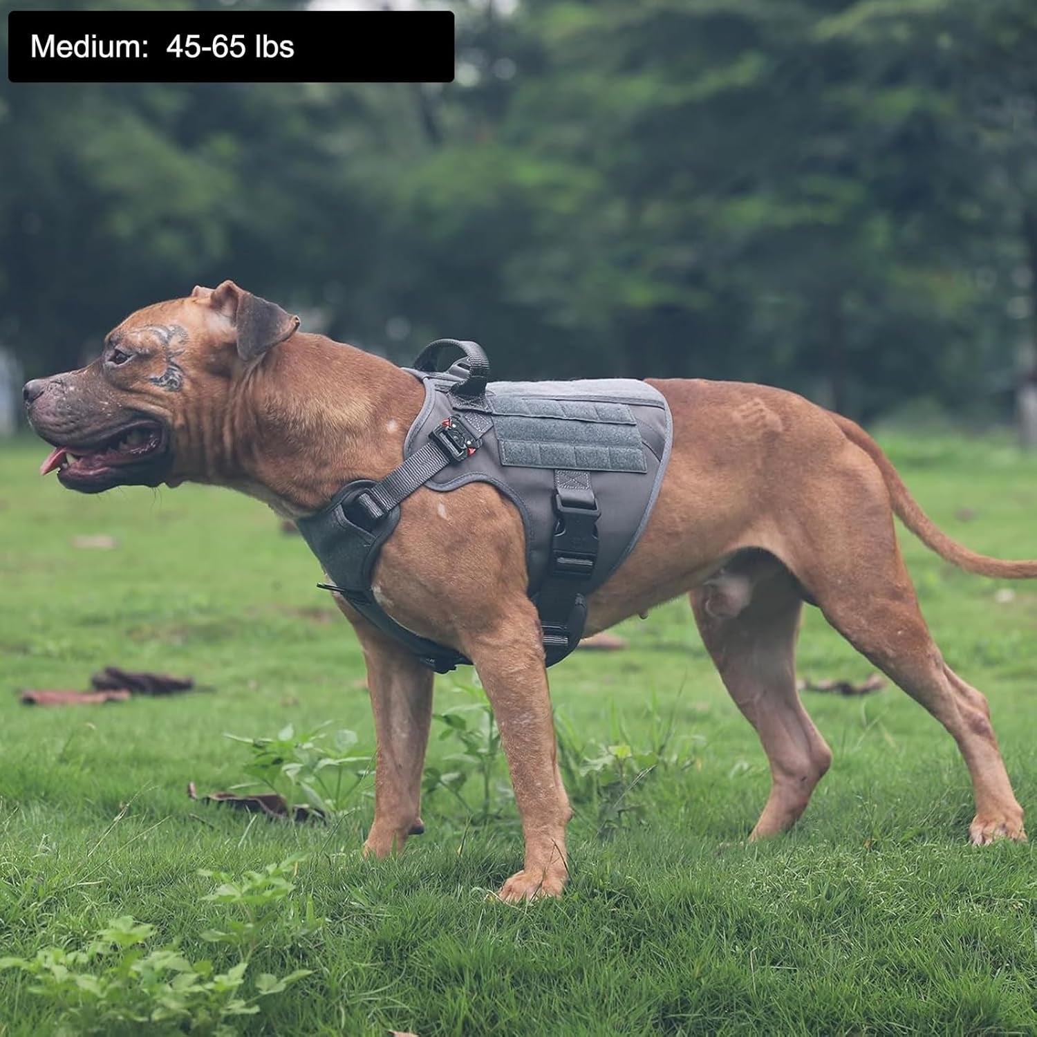 Tactical Dog Harness, Medium Size,2X Metal Buckle,Working Dog MOLLE Vest with Handle,No Pulling Front Leash Clip,Hook and Loop Panel (Grey,M (Pack of 1)).