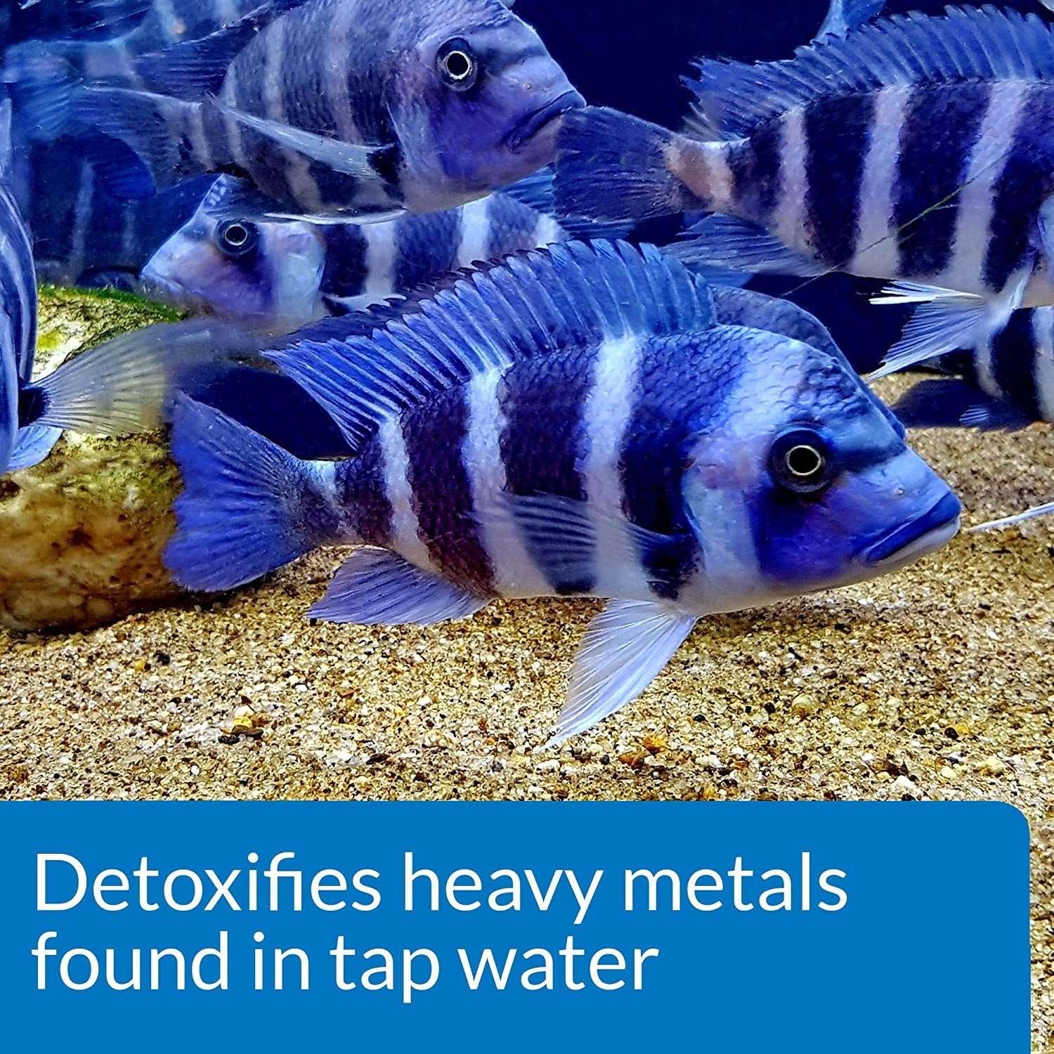 TAP Water Conditioner, Instantly Neutralizes Chlorine, Chloramines and Other Chemicals to Make Tap Water Safe for Fish, Highly Concentrated, Use When Adding or Changing Water and When Adding Fish.